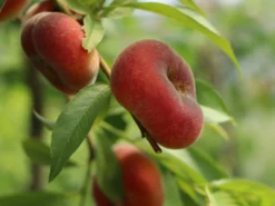 Teller-Pfirsich 'PlatiforONE' ® -Deutschland Garten Funk Verkaufs-Shop teller pfirsich platiforone m102674 w 6