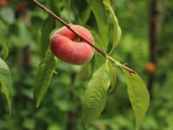 Teller-Pfirsich 'PlatiforONE' ® -Deutschland Garten Funk Verkaufs-Shop teller pfirsich platiforone m102674 w 7