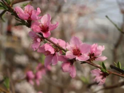 Teller-Pfirsich 'PlatiforONE' ® -Deutschland Garten Funk Verkaufs-Shop teller pfirsich platiforone m102674 w 8