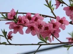 Teller-Pfirsich 'PlatiforONE' ® -Deutschland Garten Funk Verkaufs-Shop teller pfirsich platiforone m102674 w 9