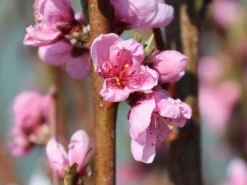 Tellerpfirsich / Plattpfirsich -Deutschland Garten Funk Verkaufs-Shop tellerpfirsich plattpfirsich m043388 w 0