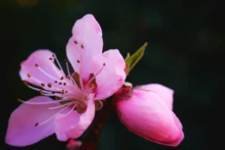 Tellerpfirsich 'Saturne' -Deutschland Garten Funk Verkaufs-Shop tellerpfirsich saturne m054315 1305823 0