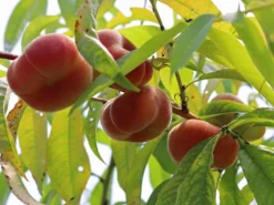 Tellerpfirsich 'Saturne' -Deutschland Garten Funk Verkaufs-Shop tellerpfirsich saturne m054315 w 0