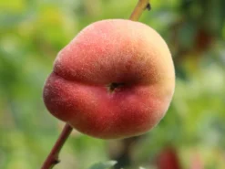 Tellerpfirsich 'Saturne' -Deutschland Garten Funk Verkaufs-Shop tellerpfirsich saturne m054315 w 1