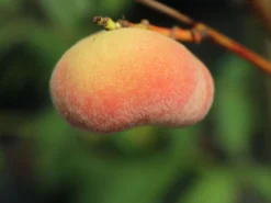 Tellerpfirsich 'Saturne' -Deutschland Garten Funk Verkaufs-Shop tellerpfirsich saturne m054315 w 3