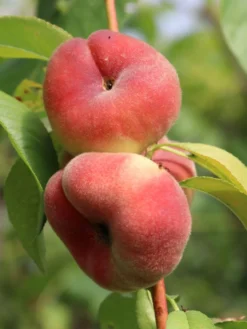 Tellerpfirsich 'Saturne' -Deutschland Garten Funk Verkaufs-Shop tellerpfirsich saturne m054315 w 6