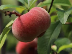 Tellerpfirsich 'Saturne' -Deutschland Garten Funk Verkaufs-Shop tellerpfirsich saturne m054315 w 7