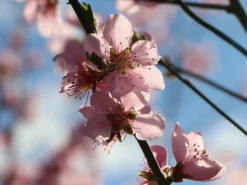 Tellerpfirsich 'Saturne' -Deutschland Garten Funk Verkaufs-Shop tellerpfirsich saturne m054315 w 8