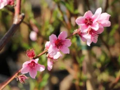 Tellerpfirsich 'Saturne' -Deutschland Garten Funk Verkaufs-Shop tellerpfirsich saturne m054315 w 9