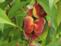 Tellerpfirsich 'Sugar Baby'