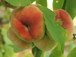 Tellerpfirsich 'Sugar Baby' -Deutschland Garten Funk Verkaufs-Shop tellerpfirsich sugar baby m115158 w 0