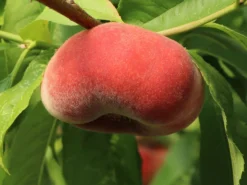 Tellerpfirsich 'Sugar Baby' -Deutschland Garten Funk Verkaufs-Shop tellerpfirsich sugar baby m115158 w 1