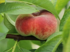 Tellerpfirsich 'Sugar Baby' -Deutschland Garten Funk Verkaufs-Shop tellerpfirsich sugar baby m115158 w 2