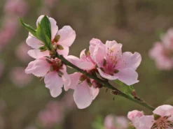 Tellerpfirsich 'Sugar Baby' -Deutschland Garten Funk Verkaufs-Shop tellerpfirsich sugar baby m115158 w 5