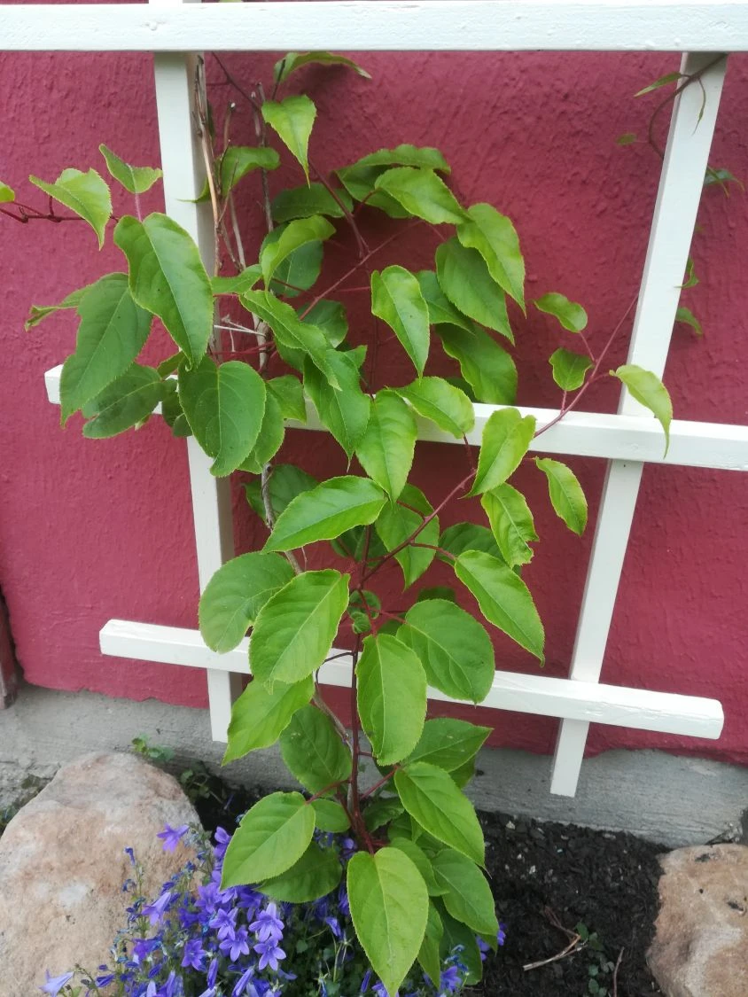 Trauben-Kiwi / Zwerg-Kiwi 'Ken's Red' (weiblich) 4 Trauben-Kiwi / Zwerg-Kiwi 'Ken's Red' (weiblich) – Bild 4