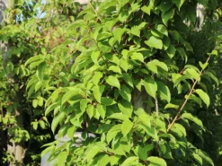 Trauben-Kiwi / Zwerg-Kiwi 'Ken's Red' (weiblich) 6 Trauben-Kiwi / Zwerg-Kiwi 'Ken's Red' (weiblich) -Deutschland Garten Funk Verkaufs-Shop trauben kiwi zwerg kiwi kens red weiblich m062931 w 1