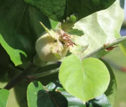 Türkische Tafelquitte Ayva ® -Deutschland Garten Funk Verkaufs-Shop tuerkische tafelquitte ayva m117502 1381713 0