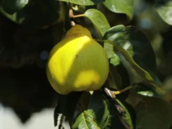 Türkische Tafelquitte Ayva ®