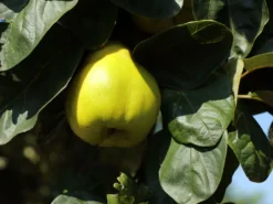 Türkische Tafelquitte Ayva ® -Deutschland Garten Funk Verkaufs-Shop tuerkische tafelquitte ayva m117502 w 0