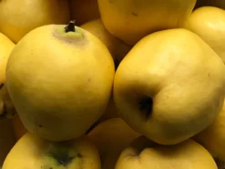 Türkische Tafelquitte Ayva ® -Deutschland Garten Funk Verkaufs-Shop tuerkische tafelquitte ayva m117502 w 1