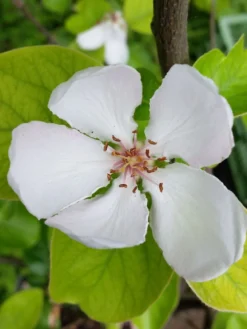 Türkische Tafelquitte Ayva ® -Deutschland Garten Funk Verkaufs-Shop tuerkische tafelquitte ayva m117502 w 2