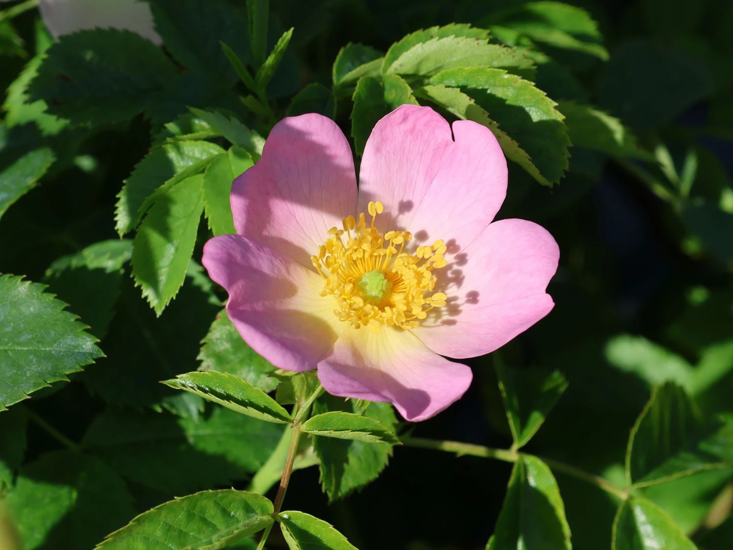 Vitaminrose 'PiRo 3' 1 Vitaminrose 'PiRo 3'