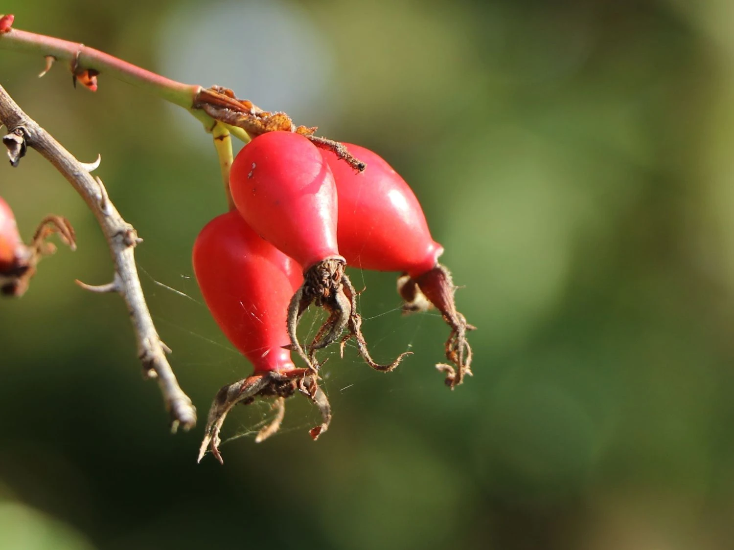 Vitaminrose 'PiRo 3' 2 Vitaminrose 'PiRo 3' – Bild 2