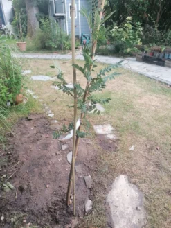 Vogelbeere / Eberesche 'Rosina' -Deutschland Garten Funk Verkaufs-Shop vogelbeere eberesche rosina m008241 1299173 0