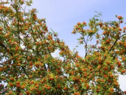 Vogelbeere / Eberesche 'Rosina' -Deutschland Garten Funk Verkaufs-Shop vogelbeere eberesche rosina m008241 w 0