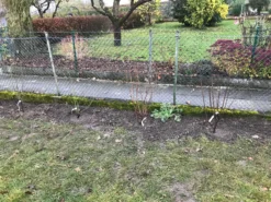 Vogelnährgehölze Aus 10 Pflanzen -Deutschland Garten Funk Verkaufs-Shop vogelnaehrgehoelze aus 10 pflanzen m010235 1357314 1