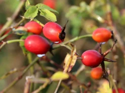 Vogesen-Rose -Deutschland Garten Funk Verkaufs-Shop vogesen rose m005700 w 0