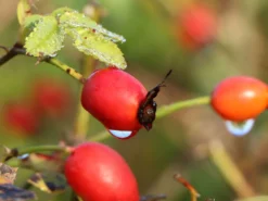 Vogesen-Rose -Deutschland Garten Funk Verkaufs-Shop vogesen rose m005700 w 2