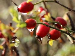 Vogesen-Rose -Deutschland Garten Funk Verkaufs-Shop vogesen rose m005700 w 3