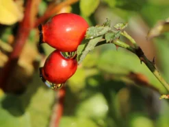 Vogesen-Rose -Deutschland Garten Funk Verkaufs-Shop vogesen rose m005700 w 4