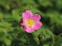 Vogesen-Rose -Deutschland Garten Funk Verkaufs-Shop vogesen rose m005700 w 6