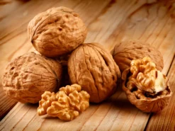 Walnuss 'Klon 1247' Veredelung