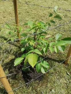 Walnuss 'Buccaneer' Veredelung -Deutschland Garten Funk Verkaufs-Shop walnuss buccaneer veredelung m102263 1053335 0