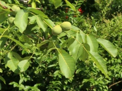 Walnuss 'Buccaneer' Veredelung -Deutschland Garten Funk Verkaufs-Shop walnuss buccaneer veredelung m102263 w 0