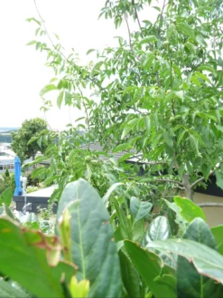 Walnuss 'Esterhazy II' Veredelung -Deutschland Garten Funk Verkaufs-Shop walnuss esterhazy ii veredelung m046662 298292 0