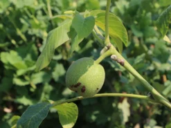 Walnuss 'Esterhazy II' Veredelung -Deutschland Garten Funk Verkaufs-Shop walnuss esterhazy ii veredelung m046662 w 0