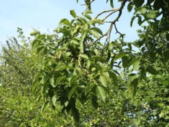 Walnuss 'Esterhazy II' Veredelung -Deutschland Garten Funk Verkaufs-Shop walnuss esterhazy ii veredelung m046662 w 1