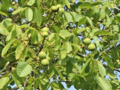 Walnuss 'Esterhazy II' Veredelung -Deutschland Garten Funk Verkaufs-Shop walnuss esterhazy ii veredelung m046662 w 3