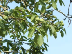 Walnuss 'Klon 1247' Veredelung -Deutschland Garten Funk Verkaufs-Shop walnuss klon 1247 veredelung m080913 w 0