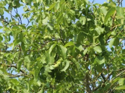 Walnuss 'Klon 1247' Veredelung -Deutschland Garten Funk Verkaufs-Shop walnuss klon 1247 veredelung m080913 w 1