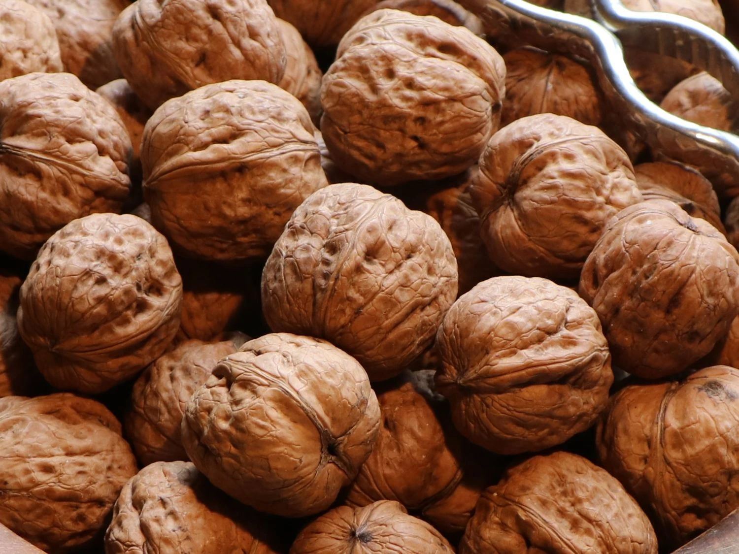 Walnuss 'Mars' Veredelung 1 Walnuss 'Mars' Veredelung