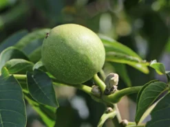 Walnuss 'Mars' Veredelung 7 Walnuss 'Mars' Veredelung -Deutschland Garten Funk Verkaufs-Shop walnuss mars veredelung m102320 w 1