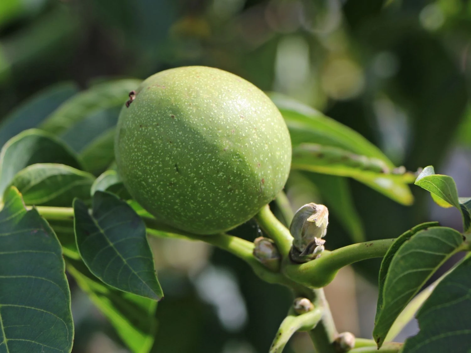 Walnuss 'Mars' Veredelung 4 Walnuss 'Mars' Veredelung – Bild 4