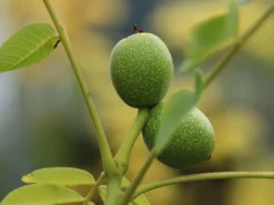 Walnuss 'Seifersdorfer Runde' Veredelung -Deutschland Garten Funk Verkaufs-Shop walnuss seifersdorfer runde veredelung m102323 w 1