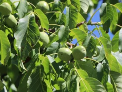 Walnuss 'Weinsberg 1' Veredelung 5 Walnuss 'Weinsberg 1' Veredelung -Deutschland Garten Funk Verkaufs-Shop walnuss weinsberg 1 veredelung m108000 w 0