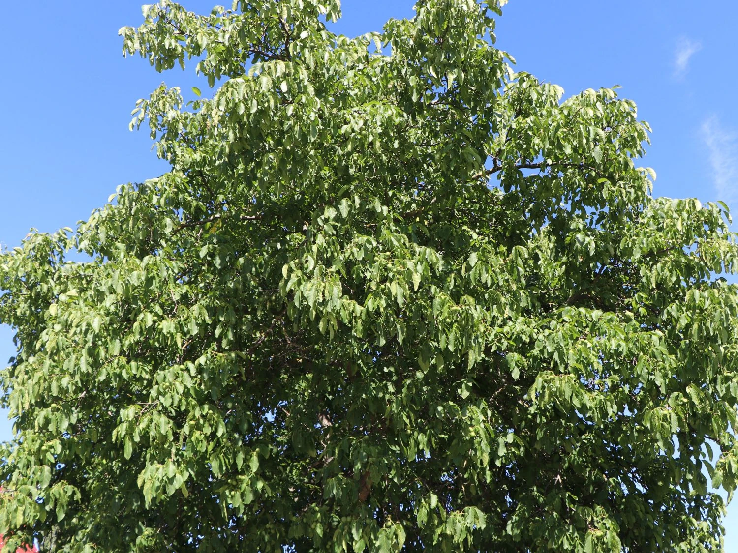 Walnuss 'Weinsberg 1' Veredelung 2 Walnuss 'Weinsberg 1' Veredelung – Bild 2